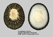 Scutellastra miliaris